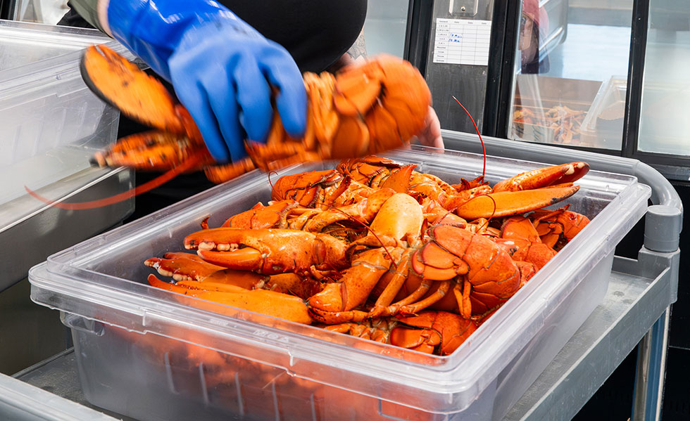Homard